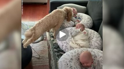 perro acercándose al bebé