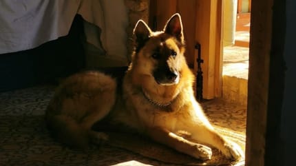 perro-alcalde-huelva-envenenado