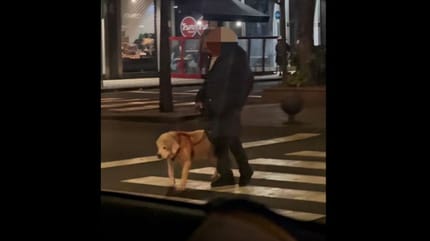 perro-anciano-santa-cruz-tenerife