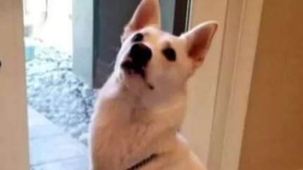 cane bianco alla porta