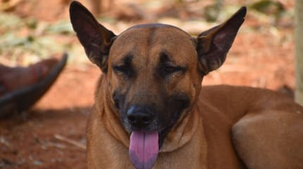 Perro combai