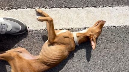perro-en-los-huesos-atropellado-carretera