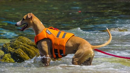 perro-en-playas-para-perros-en-italia