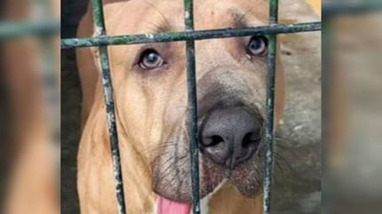 perro encerrado jaula