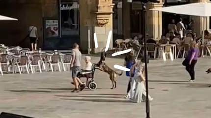 perro-malinois-empuja-silla-de-ruedas-de-una-anciana