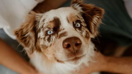 perro-merle