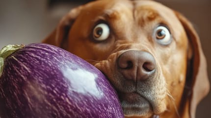 perro mujer cesto verduras berenjenas