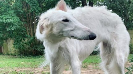 cane muso lungo record