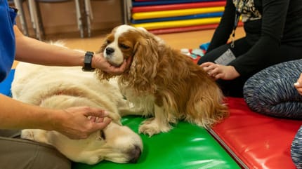 perro-terapia-perro-asistencia