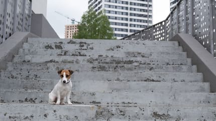 perro vuelve a casa tras perderse