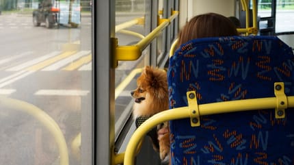 perros autobus urbano
