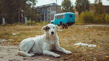 Chiens de Tchernobyl