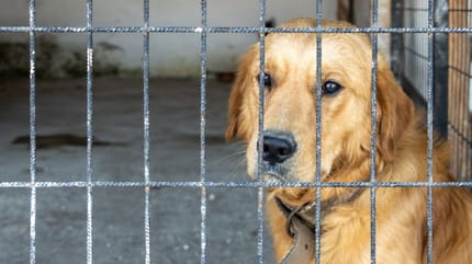 Perros en adopción: Sevilla