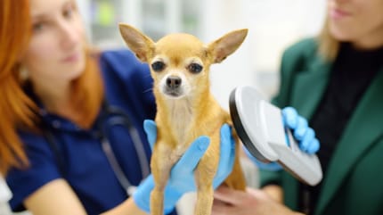 perros-sin-microchip-receta-antibioticos