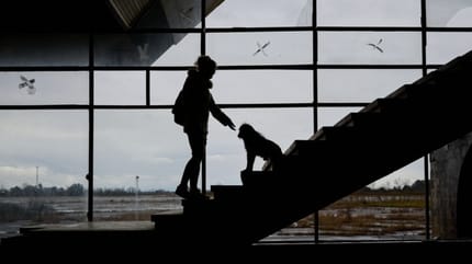 perros-situacion-vulnerable-Premio-BetterWithPets