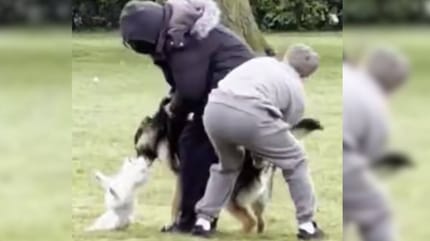 Intentan detener a un perro que ataca a otro