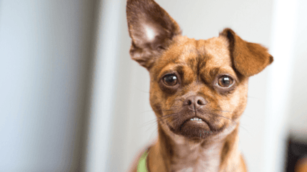 Soin des oreilles pour chien