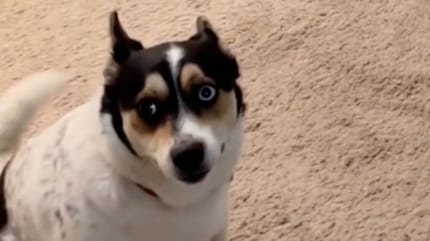 Perro espera para subirse a la cama