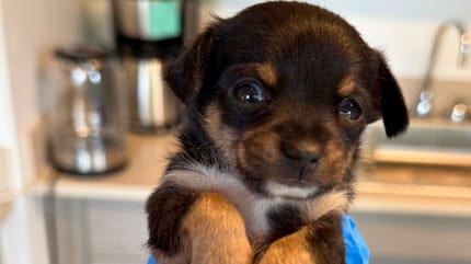 petit chiot