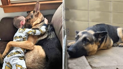 Little boy and his dog