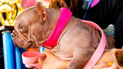 Petunia, el perro más feo del mundo 2025