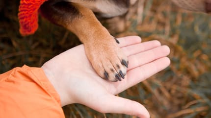 Pfotenschutz für Hunde selber machen