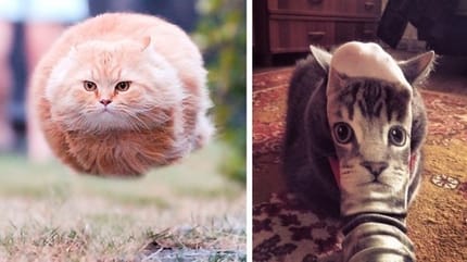 photos chats prises bon moment
