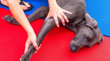 arthrose chien traitement