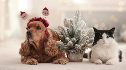 piante di natale velenose per cani e gatti