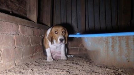 Un chien beagle se cache dans une grange