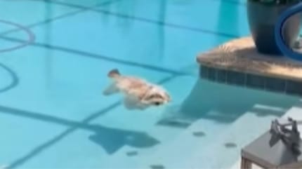 Hund treibt im Pool
