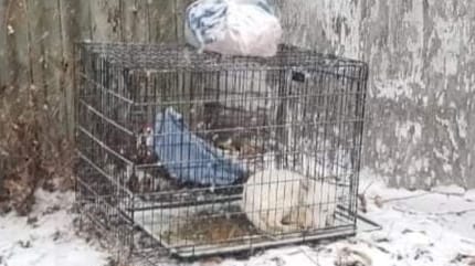 Hund in der Kälte im Käfig eingesperrt