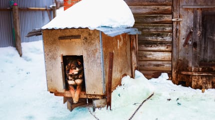 Pies na wsi w budzie