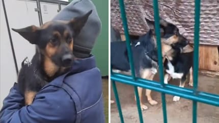 Hund im Tierheim abgegeben