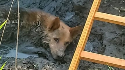 pies ugrzązł w błocie