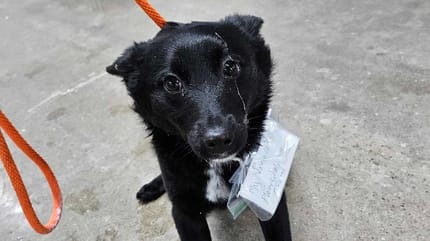 Perro con una nota en el cuello