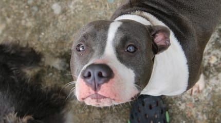Pitbull