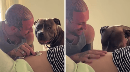 Pitbull Babybauch