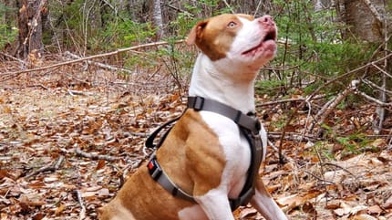 Pitbull im Wald
