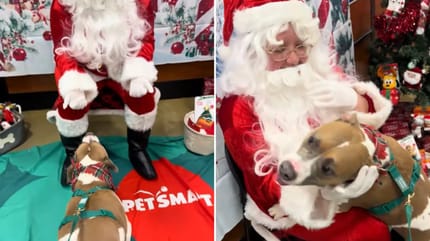 Pitbull Todd trifft den Weihnachtsmann