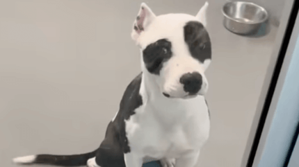 pitbull en una jaula de perrera