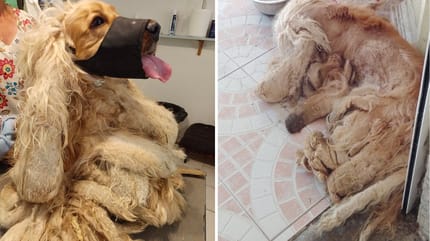 Pixel, la Cocker couverte de noeuds