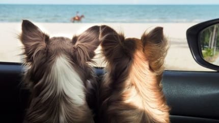 deux chiens qui regardent la plage