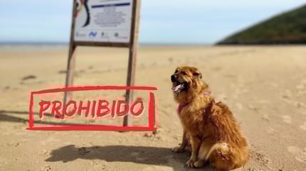playa-noja-perros-prohibidos