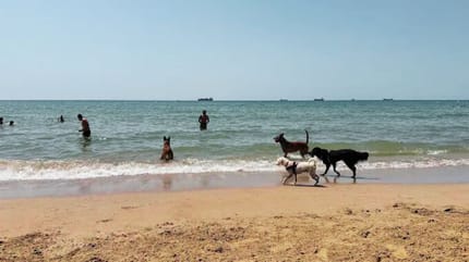 playa-para-perros-el-miracle