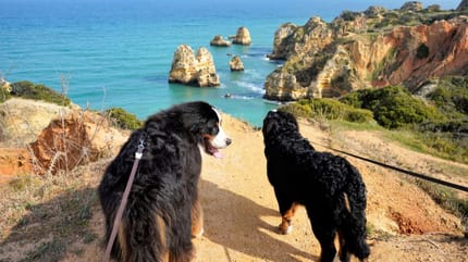 playa-para-perros-en-albufeira