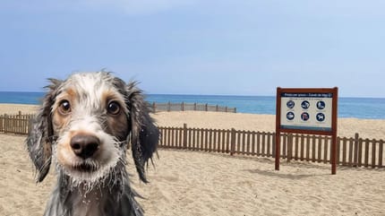 playa-para-perros-en-canet-de -mar