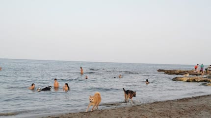 playa-para-perros-santa-pola
