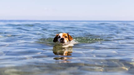 playas-para-perros-en-ibiza