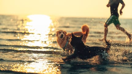 playas-para-perros-españa-2025